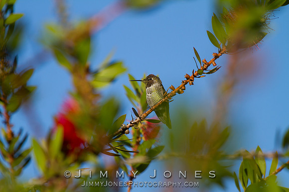 Anna's Hummingbird