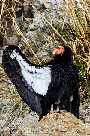 California Condor #57