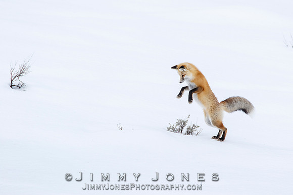 Red Fox Leap