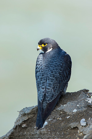 Peregrine Falcon