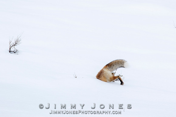 Red Fox Leap