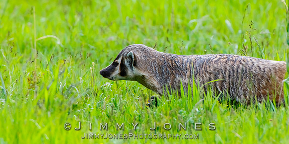 Badger