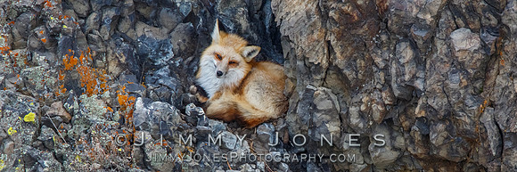 Red Fox