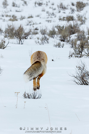 Red Fox Leap