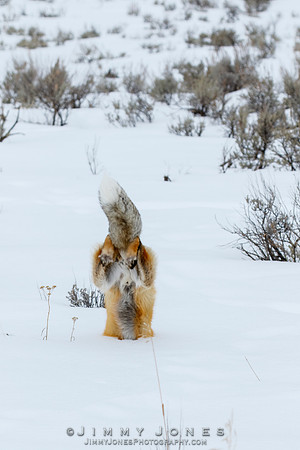 Red Fox Leap