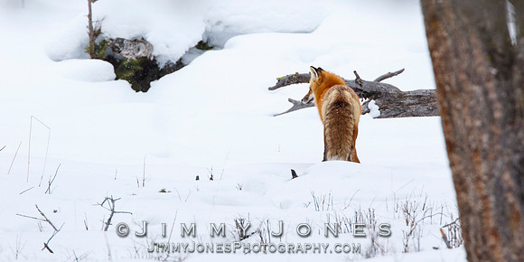 Red Fox