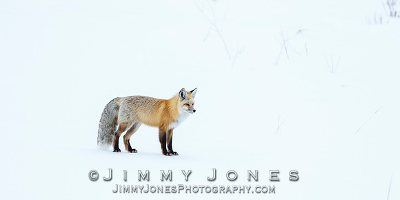 Red Fox