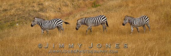 Captive Zebra - BS/P0186