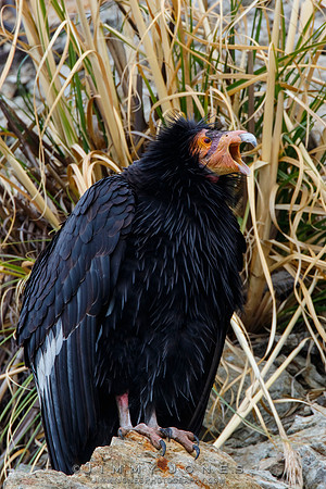 California Condor #57