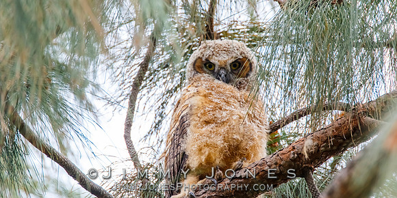 Great Horned Owlet