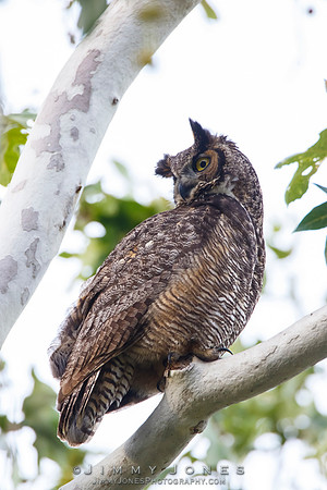 Great Horned Owl - CS/P0587