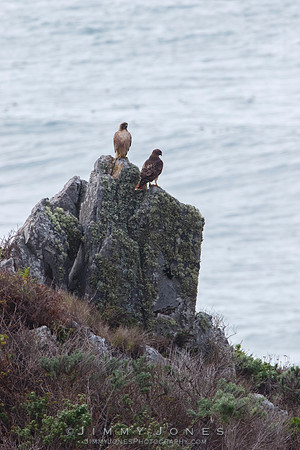 Red-tailed Hawks