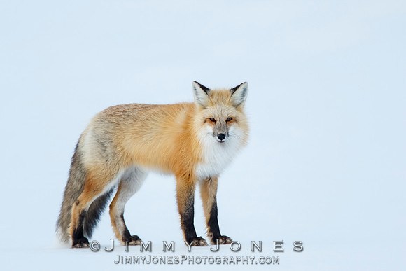 Red Fox in Winter