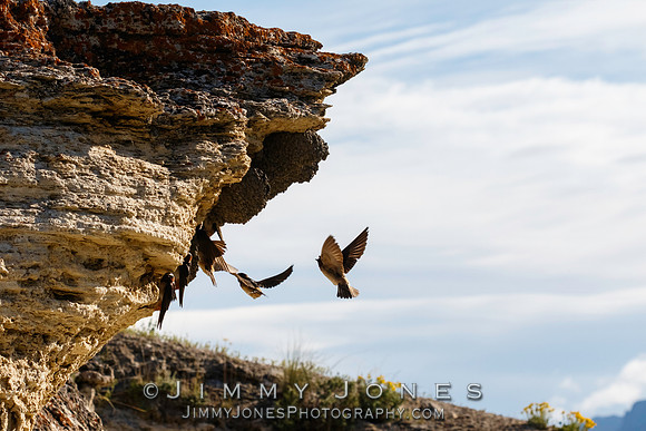 American Cliff Swallows
