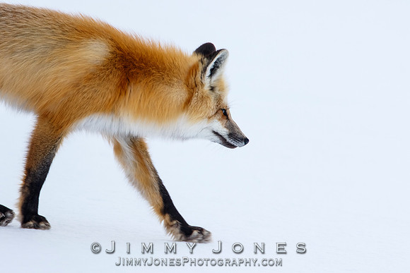 Red Fox