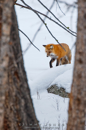 Red Fox