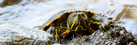 Red-eared slider