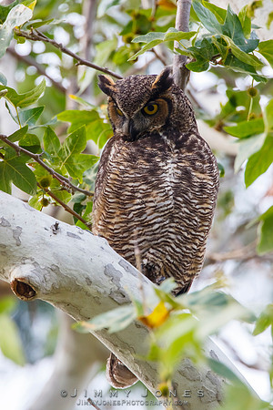 Great Horned Owl