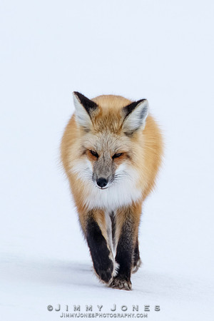 Red Fox