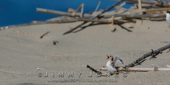 Least Tern Chick Getting Fed