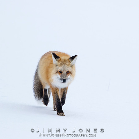 Red Fox
