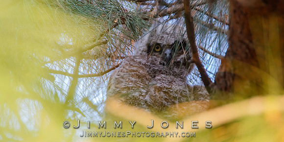 Great Horned Owlet