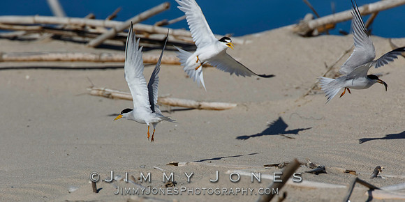 Least Terns in Flight