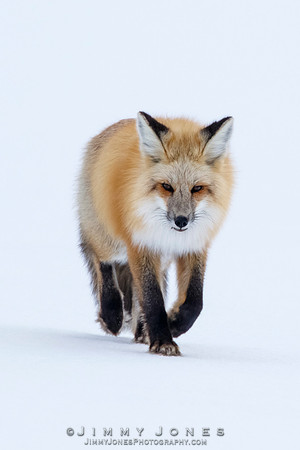 Red Fox