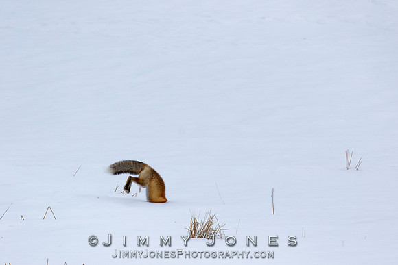 Red Fox Leap