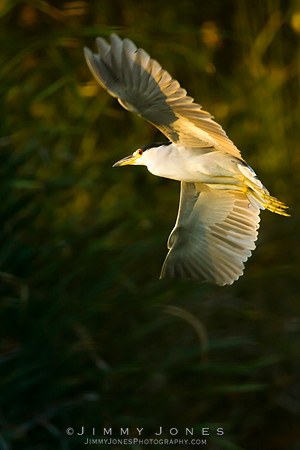 Black-crowned Night Heron