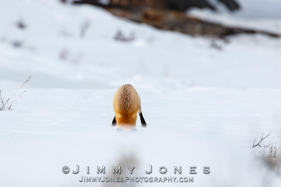 Red Fox Leap