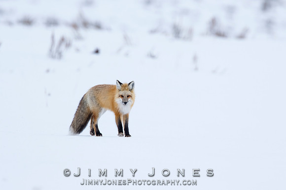 Red Fox