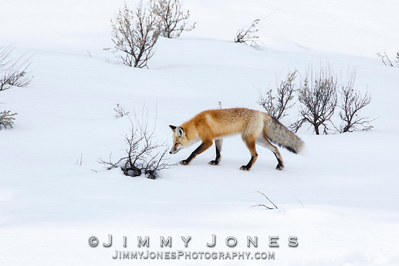 Red Fox