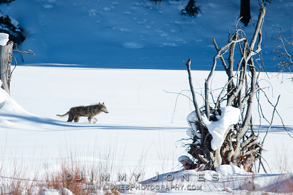 Lamar Canyon Pack Gray Wolf Pup w/ Mange
