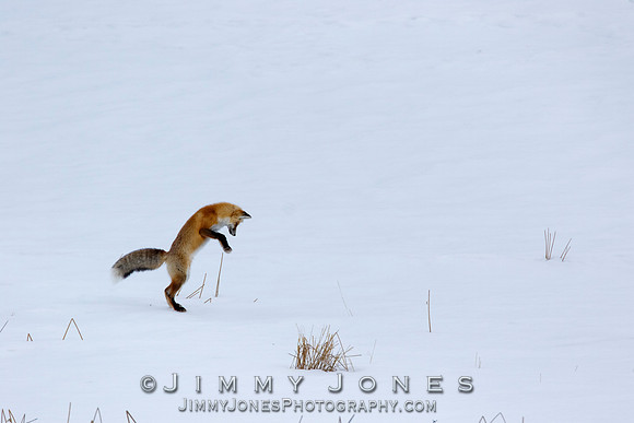 Red Fox Leap