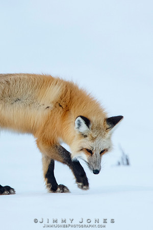 Red Fox