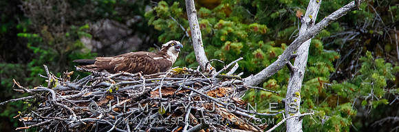 Osprey at Nest