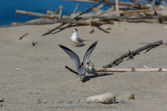 Least Tern Chick Getting Fed