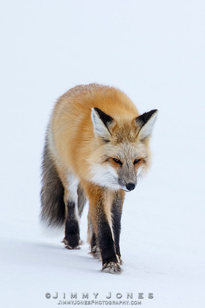 Red Fox