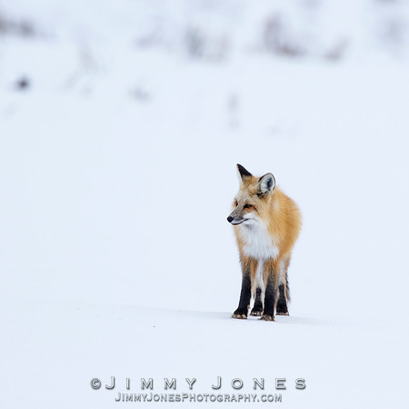 Red Fox