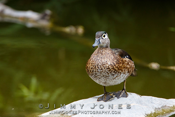 Female Wood Duck