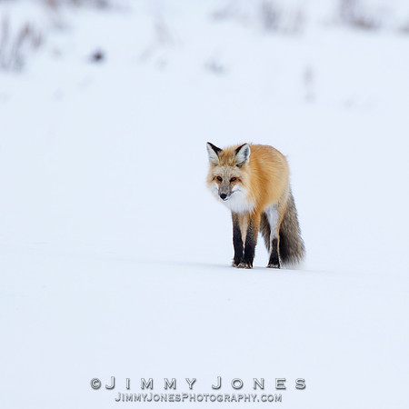 Red Fox