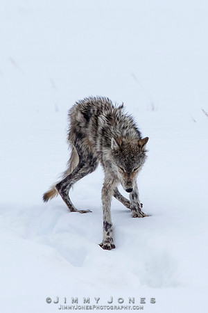 Lamar Canyon Pack Gray Wolf Pup w/ Mange