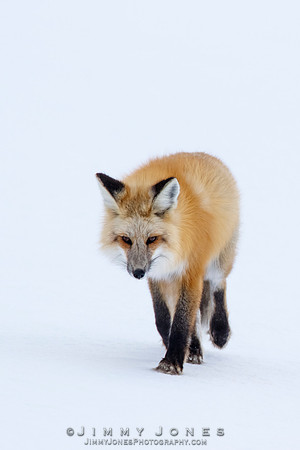 Red Fox