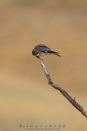 American Kestrel
