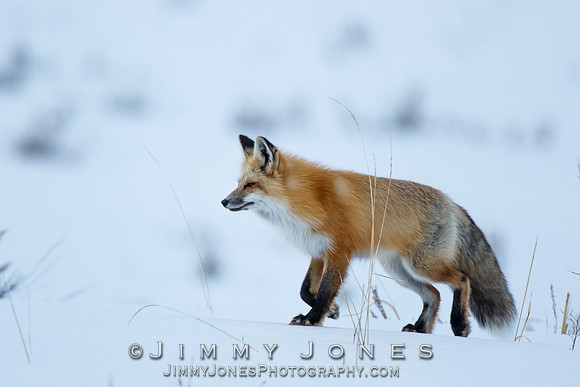 Red Fox