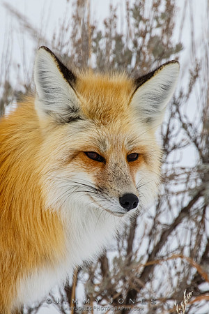 Red Fox