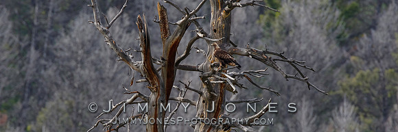 Golden Eagle in Halloween Tree