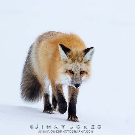Red Fox