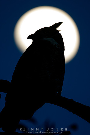 Great Horned Owl - CS/P0600